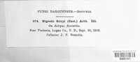 Uredo scirpi image
